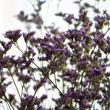 A Due Passi Dal Lumiere