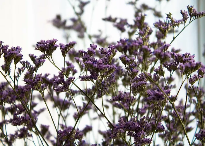 A Due Passi Dal Lumière